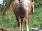 paardenkont